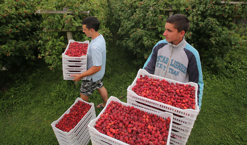 Малинари траже 200 динара и за предат род