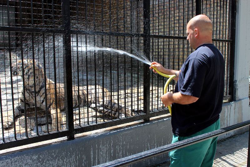 Рођенданске паклене врућине у ЗОО врту