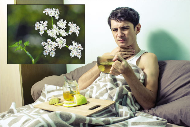 Водени морач против туберкулозе