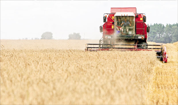 Покосили сте пшеницу, шта да урадите даље?