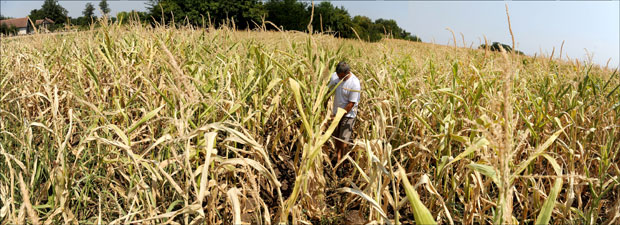 Сунце обрало петину рода кукуруза!