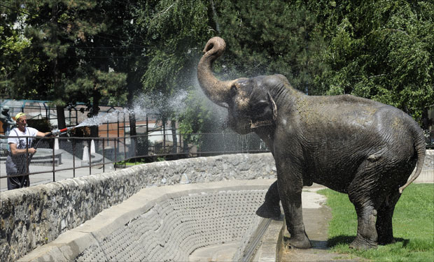 Хладан туш по слоници Твиги