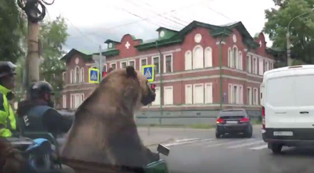 НЕОБИЧАН БАЈКЕР: Медвед се на мотору провозао градом (ВИДЕО)