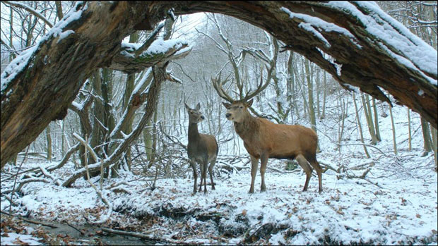 Палић: На души и телу диже завесу