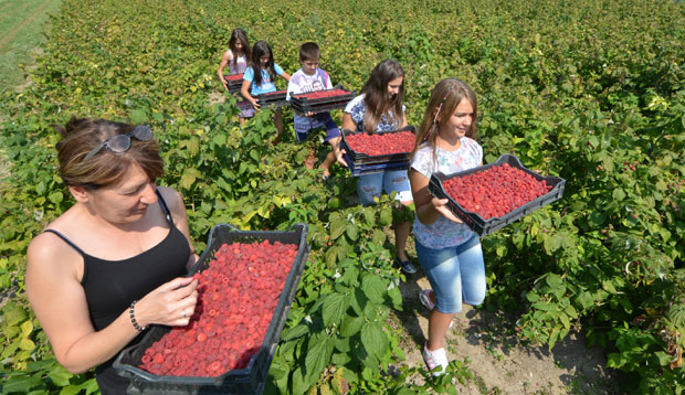 Нема пара ни за купину