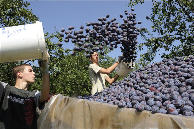 Зарада по хектару и до 30.000 евра