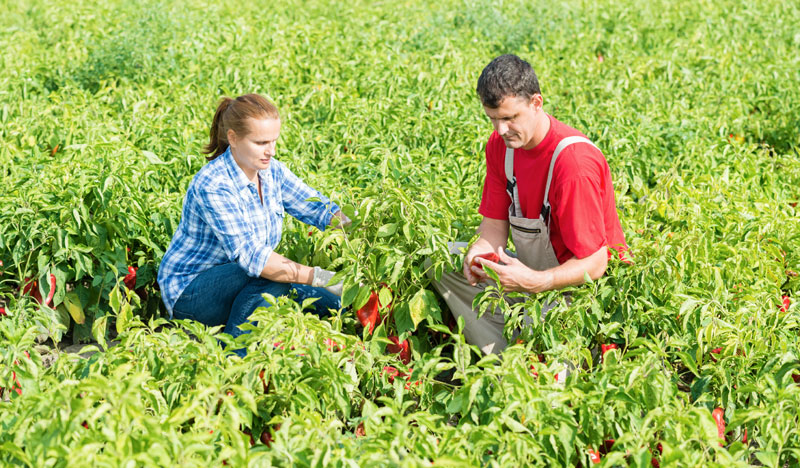Мањак калцијума и трулеж плодова
