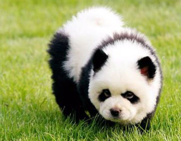 Офарбао пса као панду, па наплаћивао туристима фотографисање