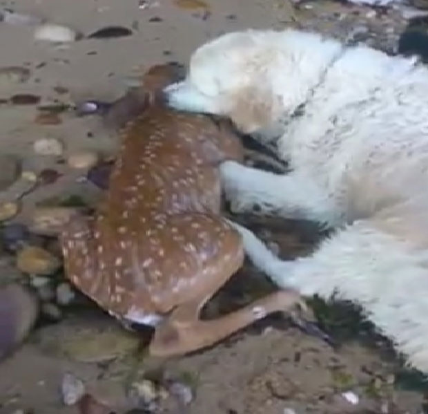 Пас ускочио у море да би спасио младо лане (ВИДЕО)