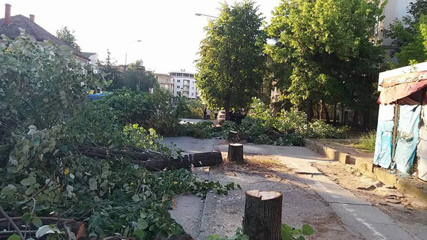 С. Паланка: Липе секли ноћу