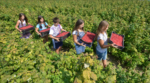 Откупљивачи насамарили малинаре