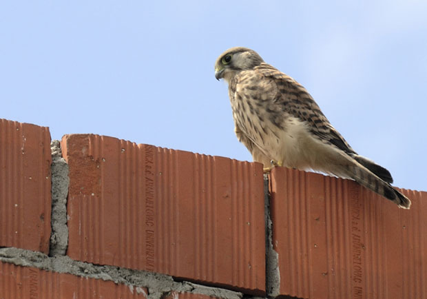 Казна за продају ветрушке преко интернета - 50.000 динара