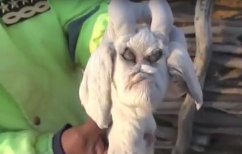 ЈАРЕ ИЗ ПАКЛА: Рођено младунче са демонским лицем; Мештани у страху звали полицију (ВИДЕО)