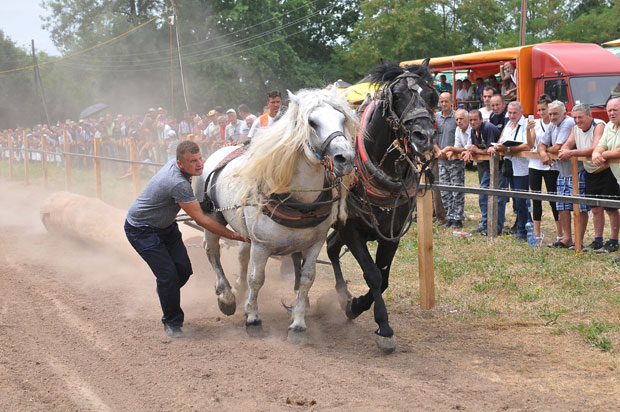 Коњи вукли балване на тропској врућини