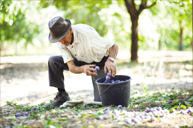 Нема ракијe без ранковаче