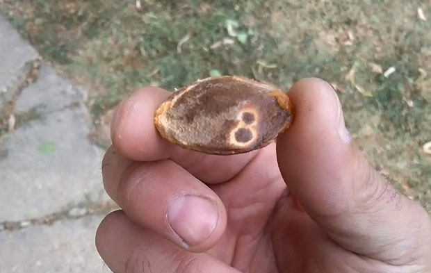 ЧУДО ПРИРОДЕ: Наводно пронађен број осам на коштици кајсије крај  Тополе (ФОТО)