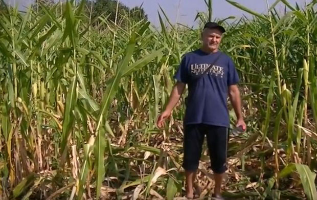 Разуздано стадо прети заразом