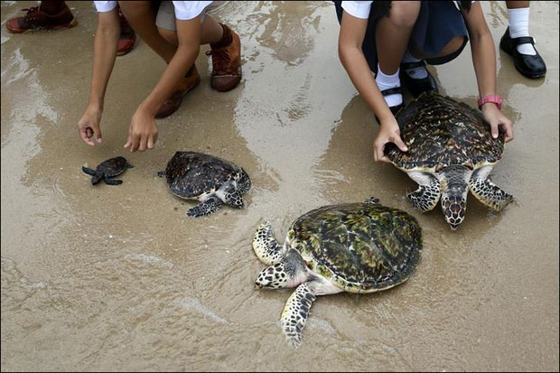 Тајланд: У море пуштено 1.066 корњача да краљ живи дуже