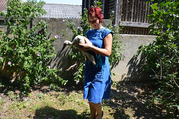 Србобранци спасли малу роду избачену из гнезда