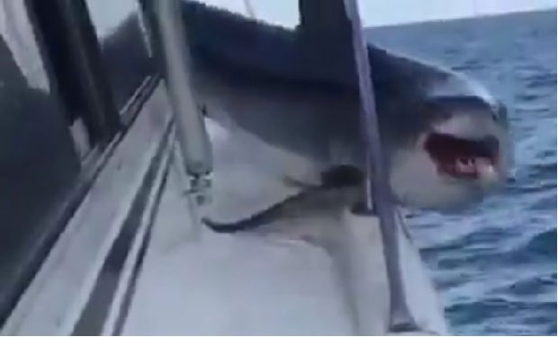 УЖАС НА МОРУ: Огромна ајкула крвавих чељусти скочила на палубу