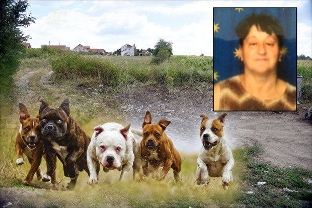 Пси растргли жену и изуједали дечака