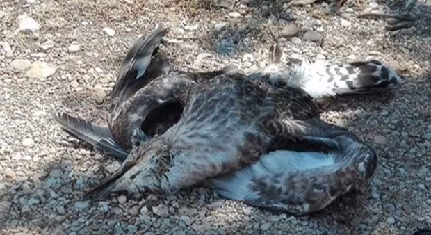 Помор галебова на Мамули