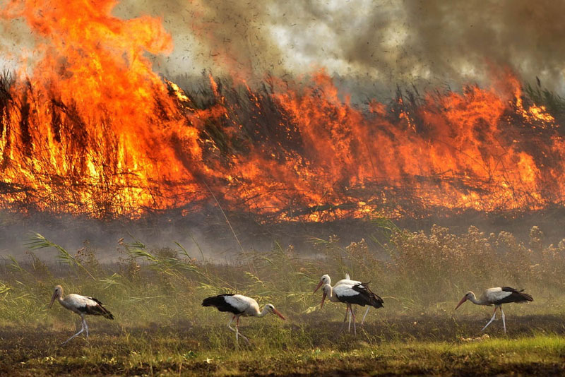 Младунцима роде потребна помоћ