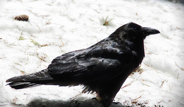 Помор птица код Ваљева, 20 угинулих гавранова