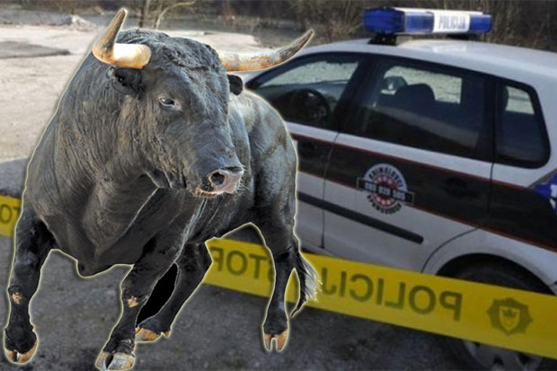 Ударио голфом у бика и погинуо