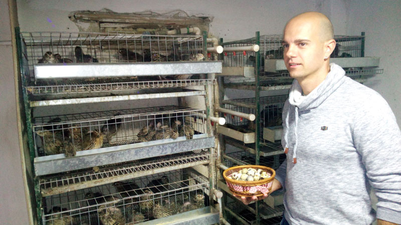 Јаје препелице за лек и зараду 