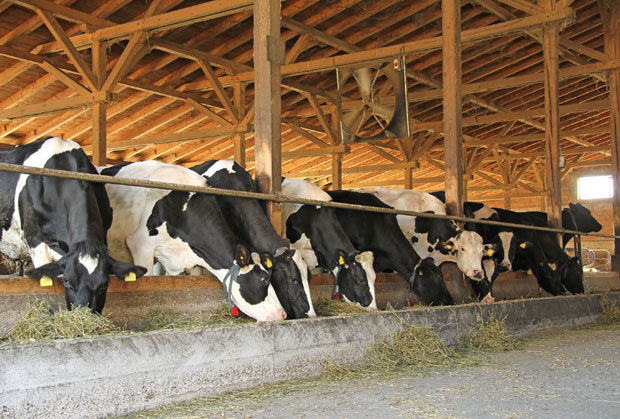 Краве на хормонима дају све више млека