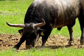 Билећа: Пријава против власника бика