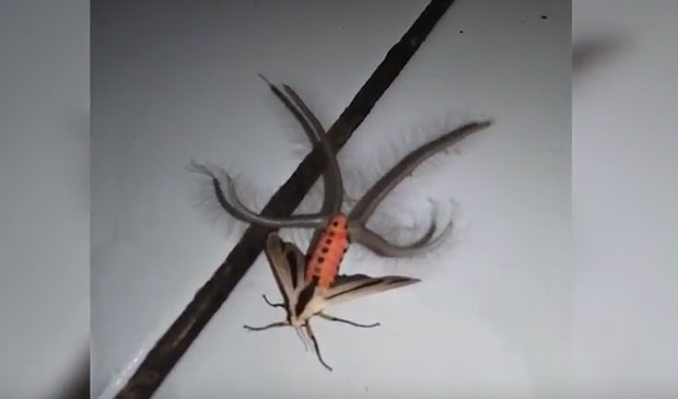 Застрашујуће биће никог не оставља равнодушним