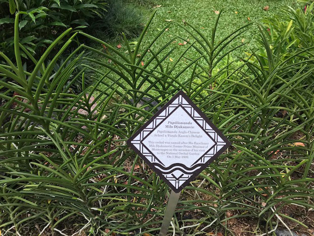 Цвета Милова орхидеја!