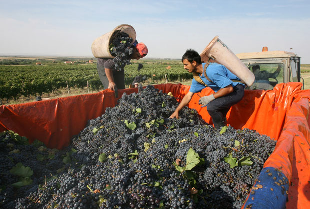 Грожђа мање, али ће вино бити одлично