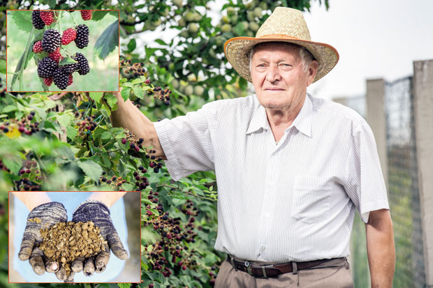 Ђубрење купињака у позну јесен