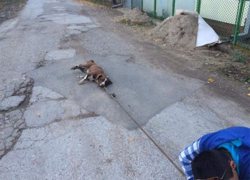 ЗЛОСТАВЉАНЈЕ ЖИВОТИЊА: Дечак колима вукао пса по улици