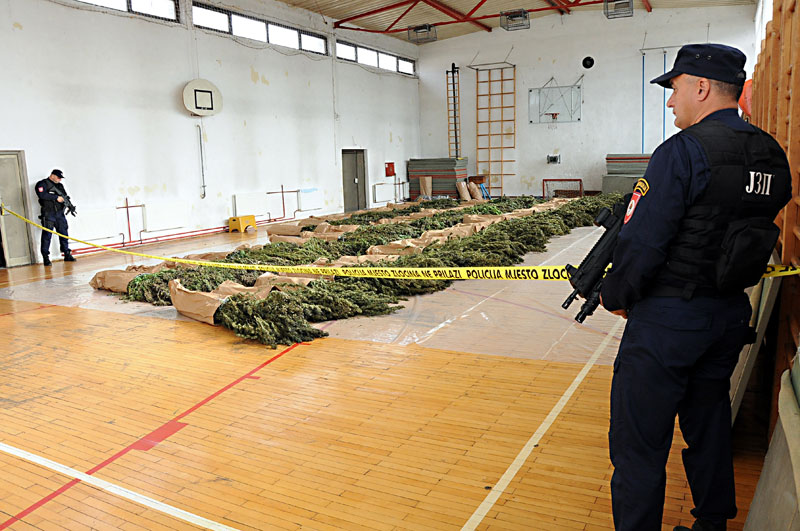 Заплењено 739 килограма марихуане!