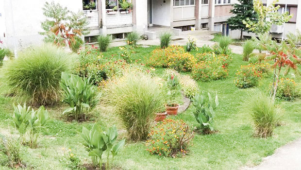 
Кад комшије направе рајски врт у граду