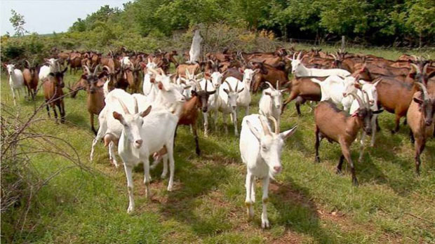 Козе заражeне вакцином?