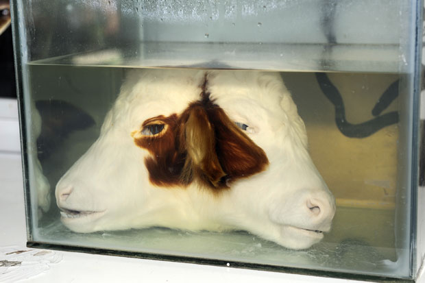 ДВОГЛАВО ТЕЛЕ У СРПСКОМ СЕЛУ! Обе главе су гледале и језицима облизивале њушке, језив страх обузео домаћина