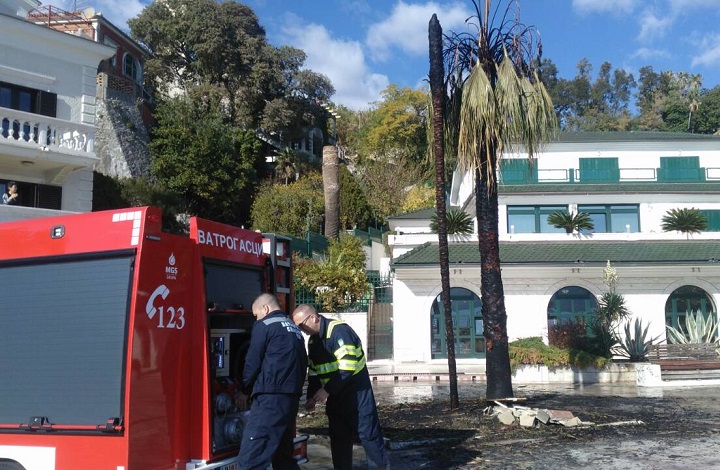 После сурлаша и вандали нападају палме