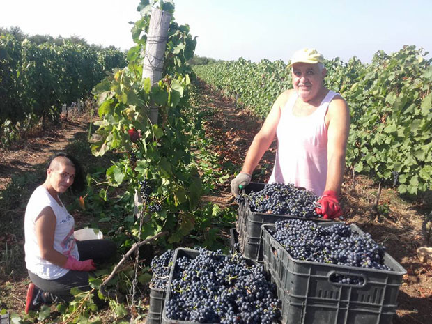 Мерло преплавио Карађорђево брдо