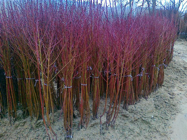 Бирај сорту и гледај корен 