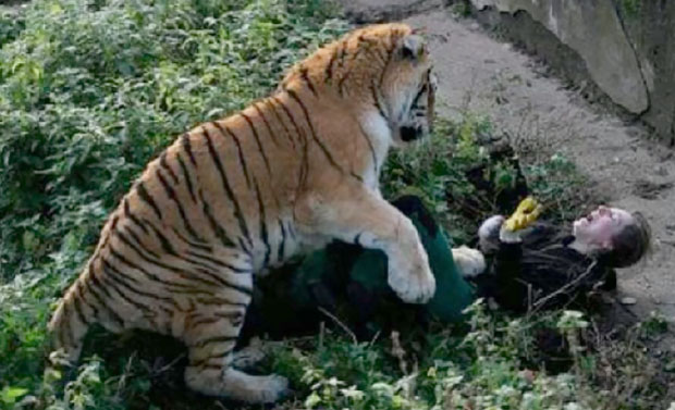 ХОРОР У ЗОО ВРТУ: Тигар напао радницу, посетиооци га гађали столицама