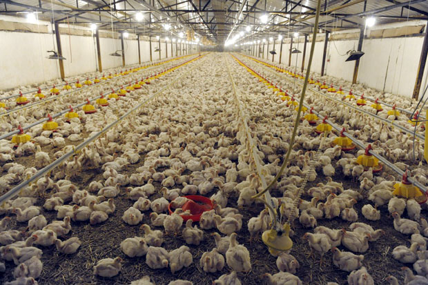 Продао 9.000 пилића пуних салмонеле