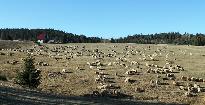 Сложна браћа са Златара оживела фарму