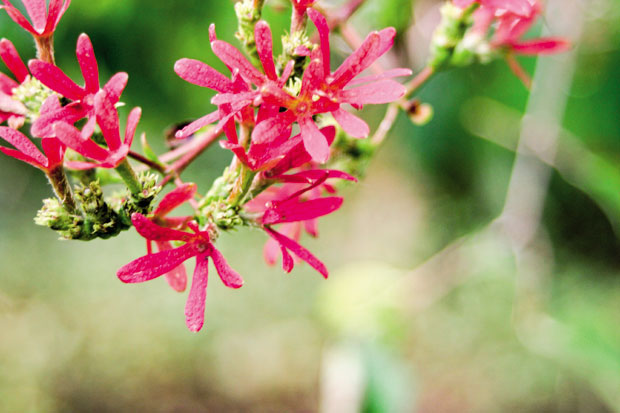 Хептакодиум мирисом покрива читав врт 