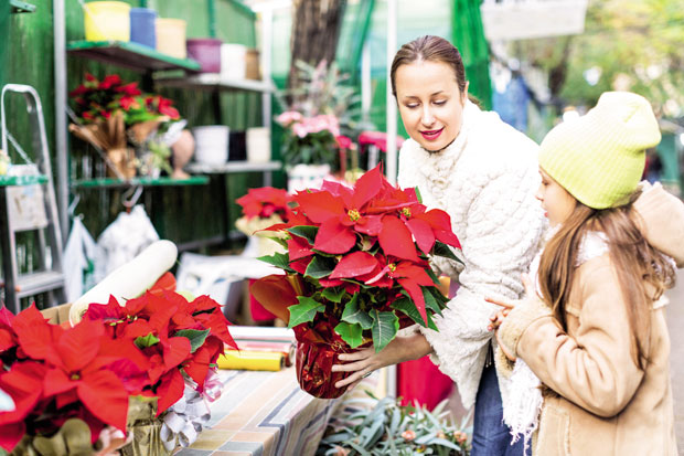 Како да вам божићна звезда процвета за празнике