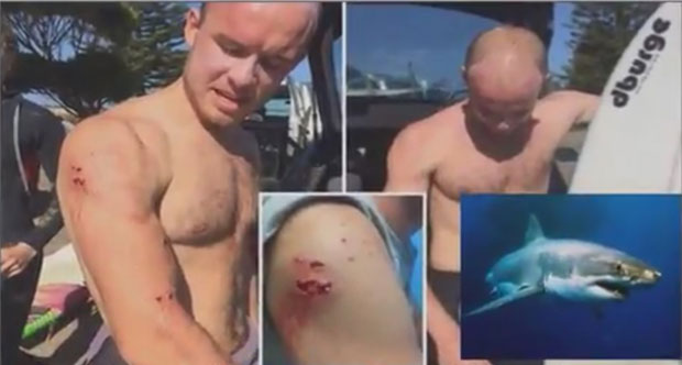 Песницом на ајкулу (ВИДЕО)